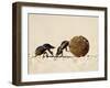 Two Dung Beetles Rolling a Dung Ball, Addo Elephant National Park, South Africa, Africa-James Hager-Framed Photographic Print