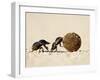 Two Dung Beetles Rolling a Dung Ball, Addo Elephant National Park, South Africa, Africa-James Hager-Framed Photographic Print