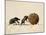 Two Dung Beetles Rolling a Dung Ball, Addo Elephant National Park, South Africa, Africa-James Hager-Mounted Photographic Print