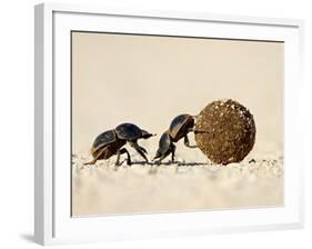 Two Dung Beetles Rolling a Dung Ball, Addo Elephant National Park, South Africa, Africa-James Hager-Framed Photographic Print