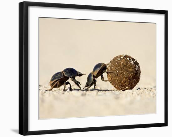 Two Dung Beetles Rolling a Dung Ball, Addo Elephant National Park, South Africa, Africa-James Hager-Framed Photographic Print