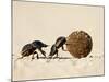 Two Dung Beetles Rolling a Dung Ball, Addo Elephant National Park, South Africa, Africa-James Hager-Mounted Photographic Print