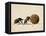 Two Dung Beetles Rolling a Dung Ball, Addo Elephant National Park, South Africa, Africa-James Hager-Framed Stretched Canvas
