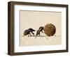 Two Dung Beetles Rolling a Dung Ball, Addo Elephant National Park, South Africa, Africa-James Hager-Framed Photographic Print