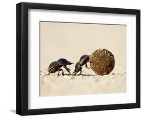 Two Dung Beetles Rolling a Dung Ball, Addo Elephant National Park, South Africa, Africa-James Hager-Framed Photographic Print