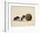 Two Dung Beetles Rolling a Dung Ball, Addo Elephant National Park, South Africa, Africa-James Hager-Framed Photographic Print