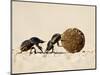 Two Dung Beetles Rolling a Dung Ball, Addo Elephant National Park, South Africa, Africa-James Hager-Mounted Photographic Print