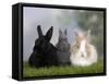 Two Dwarf Rabbits and a Lion-Maned Dwarf Rabbit-Petra Wegner-Framed Stretched Canvas