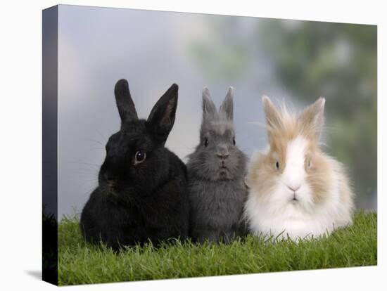 Two Dwarf Rabbits and a Lion-Maned Dwarf Rabbit-Petra Wegner-Stretched Canvas