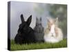 Two Dwarf Rabbits and a Lion-Maned Dwarf Rabbit-Petra Wegner-Stretched Canvas