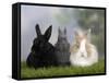 Two Dwarf Rabbits and a Lion-Maned Dwarf Rabbit-Petra Wegner-Framed Stretched Canvas