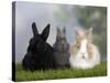 Two Dwarf Rabbits and a Lion-Maned Dwarf Rabbit-Petra Wegner-Stretched Canvas