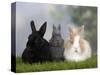 Two Dwarf Rabbits and a Lion-Maned Dwarf Rabbit-Petra Wegner-Stretched Canvas