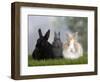 Two Dwarf Rabbits and a Lion-Maned Dwarf Rabbit-Petra Wegner-Framed Photographic Print