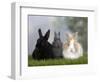 Two Dwarf Rabbits and a Lion-Maned Dwarf Rabbit-Petra Wegner-Framed Photographic Print