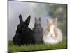Two Dwarf Rabbits and a Lion-Maned Dwarf Rabbit-Petra Wegner-Mounted Photographic Print