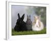 Two Dwarf Rabbits and a Lion-Maned Dwarf Rabbit-Petra Wegner-Framed Photographic Print