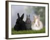 Two Dwarf Rabbits and a Lion-Maned Dwarf Rabbit-Petra Wegner-Framed Photographic Print