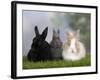 Two Dwarf Rabbits and a Lion-Maned Dwarf Rabbit-Petra Wegner-Framed Photographic Print