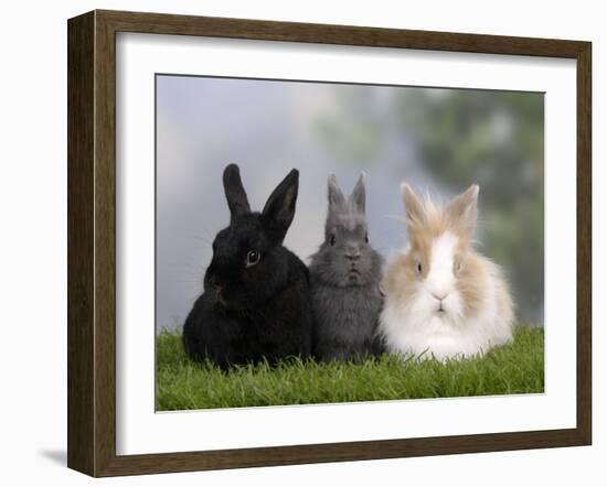 Two Dwarf Rabbits and a Lion-Maned Dwarf Rabbit-Petra Wegner-Framed Photographic Print