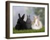 Two Dwarf Rabbits and a Lion-Maned Dwarf Rabbit-Petra Wegner-Framed Photographic Print