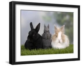 Two Dwarf Rabbits and a Lion-Maned Dwarf Rabbit-Petra Wegner-Framed Photographic Print