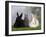 Two Dwarf Rabbits and a Lion-Maned Dwarf Rabbit-Petra Wegner-Framed Photographic Print