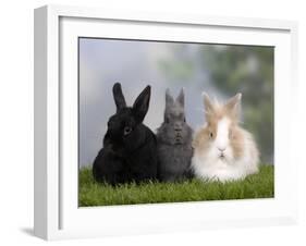 Two Dwarf Rabbits and a Lion-Maned Dwarf Rabbit-Petra Wegner-Framed Photographic Print