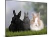 Two Dwarf Rabbits and a Lion-Maned Dwarf Rabbit-Petra Wegner-Mounted Photographic Print