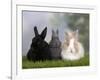 Two Dwarf Rabbits and a Lion-Maned Dwarf Rabbit-Petra Wegner-Framed Photographic Print