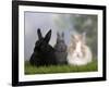 Two Dwarf Rabbits and a Lion-Maned Dwarf Rabbit-Petra Wegner-Framed Photographic Print