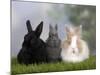 Two Dwarf Rabbits and a Lion-Maned Dwarf Rabbit-Petra Wegner-Mounted Photographic Print