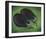 Two Eggplants-Will Rafuse-Framed Giclee Print