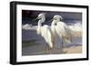 Two Egrets on the beach-Vivienne Dupont-Framed Art Print
