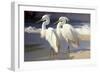 Two Egrets on the beach-Vivienne Dupont-Framed Art Print