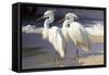 Two Egrets on the beach-Vivienne Dupont-Framed Stretched Canvas