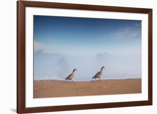 Two Egyptian Geese, Alopochen Aegyptiacus, Walk By A Misty Lake In Richmond Park At Sunrise-Alex Saberi-Framed Photographic Print