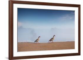 Two Egyptian Geese, Alopochen Aegyptiacus, Walk By A Misty Lake In Richmond Park At Sunrise-Alex Saberi-Framed Photographic Print