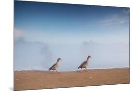 Two Egyptian Geese, Alopochen Aegyptiacus, Walk By A Misty Lake In Richmond Park At Sunrise-Alex Saberi-Mounted Photographic Print