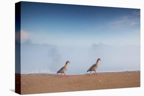 Two Egyptian Geese, Alopochen Aegyptiacus, Walk By A Misty Lake In Richmond Park At Sunrise-Alex Saberi-Stretched Canvas