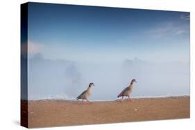 Two Egyptian Geese, Alopochen Aegyptiacus, Walk By A Misty Lake In Richmond Park At Sunrise-Alex Saberi-Stretched Canvas