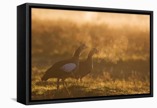 Two Egyptian Geese Call Out Together in the Misty Winter of Richmond Park-Alex Saberi-Framed Stretched Canvas