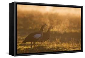 Two Egyptian Geese Call Out Together in the Misty Winter of Richmond Park-Alex Saberi-Framed Stretched Canvas