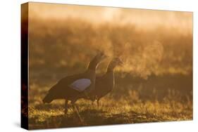 Two Egyptian Geese Call Out Together in the Misty Winter of Richmond Park-Alex Saberi-Stretched Canvas