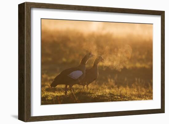 Two Egyptian Geese Call Out Together in the Misty Winter of Richmond Park-Alex Saberi-Framed Photographic Print