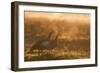 Two Egyptian Geese Call Out Together in the Misty Winter of Richmond Park-Alex Saberi-Framed Photographic Print