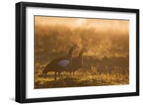 Two Egyptian Geese Call Out Together in the Misty Winter of Richmond Park-Alex Saberi-Framed Photographic Print