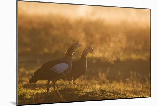 Two Egyptian Geese Call Out Together in the Misty Winter of Richmond Park-Alex Saberi-Mounted Photographic Print