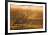 Two Egyptian Geese Call Out Together in the Misty Winter of Richmond Park-Alex Saberi-Framed Photographic Print