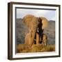 Two Elephants in Golden Light. Taken on Safari in South Africa.-JONATHAN PLEDGER-Framed Photographic Print